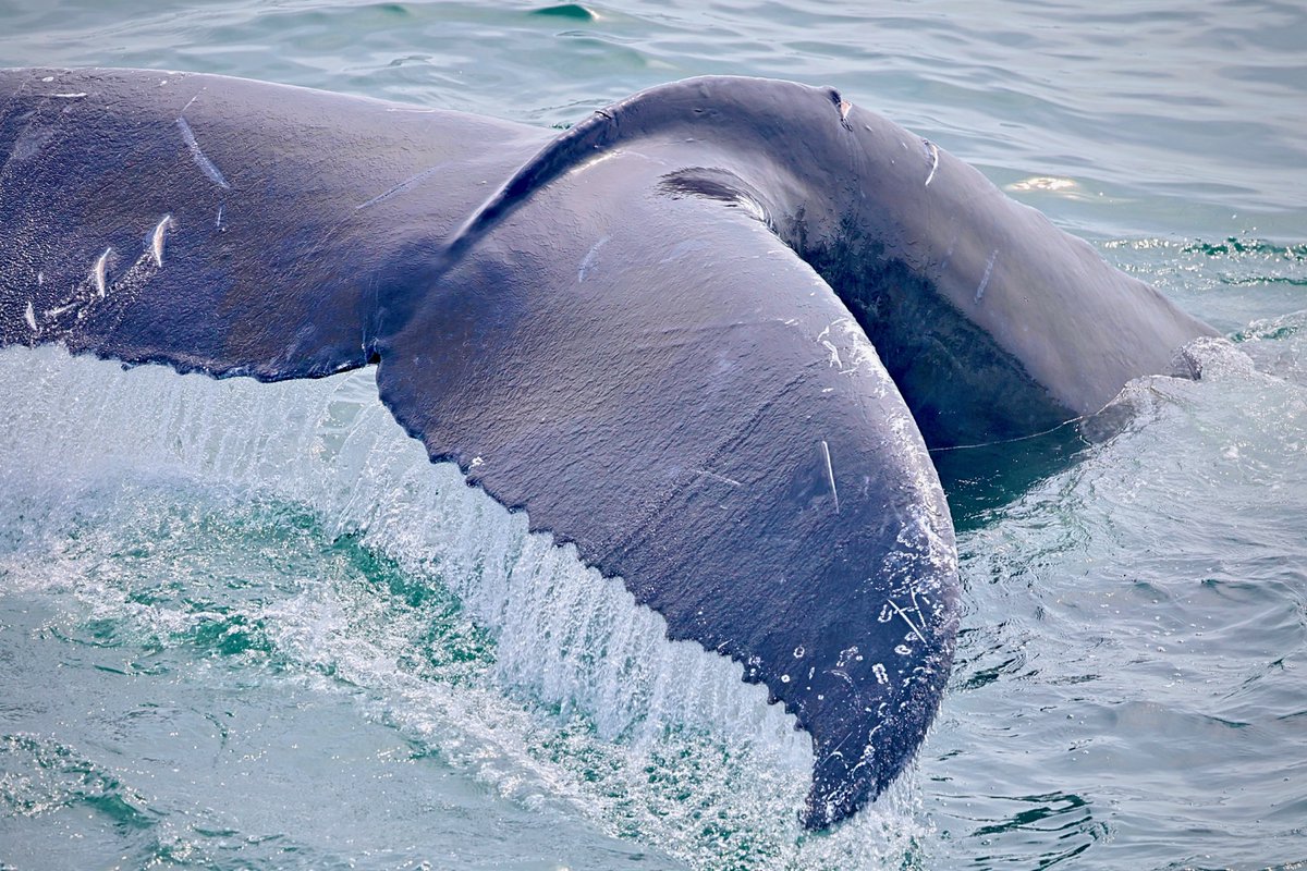 Spell has had a tough summer. She was struck by a small boat earlier this summer and recently entangled in monofilament fishing line. When she made a close approach to the Whale Watcher, we got a clear look and are hopeful that she is currently gear free!