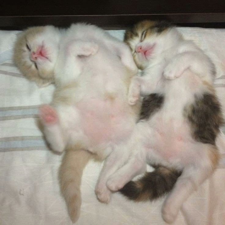 hheyki's tweet photo. буду рада за рт!^^
#поискмью #ищумью #поиск_мью #ищу_мью
я снежа, ищу мьюшек^^
буду рада любым контактам, потому что я за этим правда скучала
шарю за генш, немного арми, иногда смотрю аниме и читаю манхвы (когда есть время и если это реально годные работы) жду вас, мои мью🥺 https://t.co/1LYnZCujao