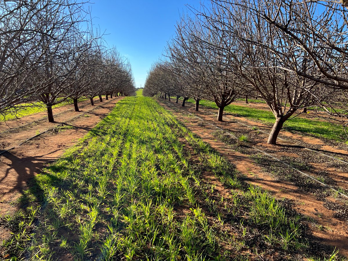 Tom Lines (@thomas_lines) on Twitter photo Cracking start to our new cover cropping trial in Loxton at the Almond Centre of Excellence (<a href="/AusAlmonds/">Almond Board of Australia 🌸🚜🥗</a>). Funded by <a href="/Hort_Au/">Hort Innovation</a> Cracking start to our new cover cropping trial in Loxton at the Almond Centre of Excellence (<a href="/AusAlmonds/">Almond Board of Australia 🌸🚜🥗</a>). Funded by <a href="/Hort_Au/">Hort Innovation</a>