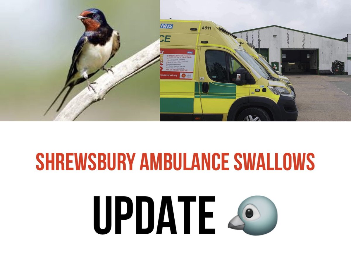 swifts_uk's tweet photo. SUCCESS!! ๐ฅณ
After advice from the Police, Cuan, the Pest Control operatives and pressure from the wonderfully kind paramedic team, the Swallows are SAFE for the rest of the season.
They will be making changes over winter, but no lives will be lost here today!! https://t.co/u9e24Zpv11