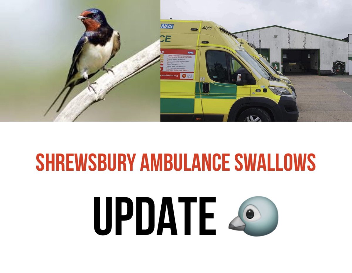 SUCCESS!! 🥳 After advice from the Police, Cuan, the Pest Control operatives and pressure from the wonderfully kind paramedic team, the Swallows are SAFE for the rest of the season. They will be making changes over winter, but no lives will be lost here today!!