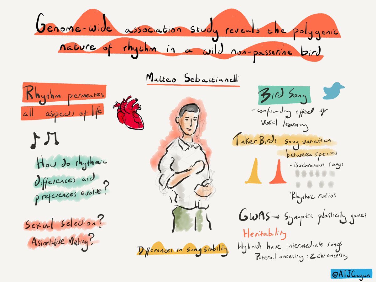 Matteo Sebastianelli on the evolution of rhythm in birds #SMBE23 #SMBE2023