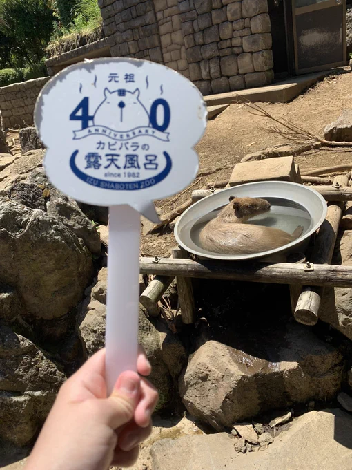 昨日から静岡の伊東辺りにプチ旅行してました。2,3年前に行った時は雨が降ってたんで今回は晴れて良かった。超暑かったけど。 