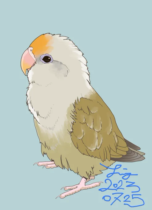 今日はコザクラインコのパリッドオパーリンちゃんを描きました ちょっと色味が暗くなったので明日修正〜  資料にお写真をお借りするのですが、カメラのレンズは人間の目よりも暗く映ることが多いのですが、人は自然と補正をかけて実際の色のように写真を見るので、絵に落とし込んだ時に暗めになることがあります。 真っ黄色の子などこちらも確信が持てる時はそのように描くのですが、今回みたいな色合いの難しいこの場合は敢えて1度写真に忠実な色味で描いて、飼い主さんに色合いをチェックしてもらいます。  手間に見えますが、これが一番本鳥さんに似たイラストになるコツかなと思ったりしています