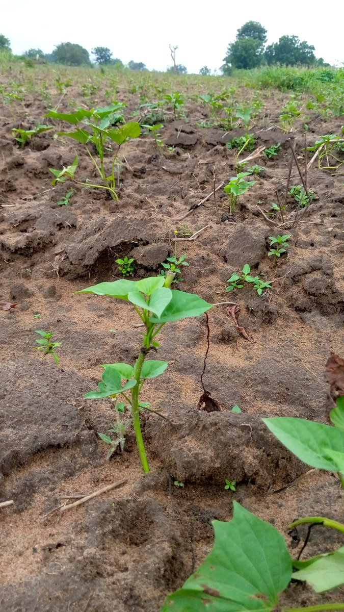 FarmsAbundance's tweet photo. The joy of every Famer is to see what they planted doing well.
For the love of #agriculture
#Sweet_Potato Farm
#AbunfanceFarms
#Ogbomoso
#LAUTECH https://t.co/mFWu9k1unq