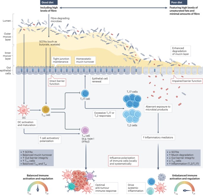 NatRevClinOncol's tweet photo. In a Review now published online, Rebecca C. Simpson, Erin R. Shanahan, Richard A. Scolyer &amp; Georgina V. Long discuss approaches to modulate the gut microbiota to improve the effectiveness of ICIs in patients with cancer: https://t.co/JOlirvBfEP https://t.co/GzKI1FuaPj