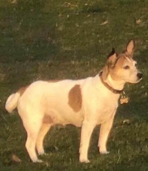 SAMPAuk_'s tweet photo. Our beloved Molly Dog - missing since 18 May 2022 from #MINEHEAD #Exmoor #WestSomerset TA24, ππ
Female Jack Russell Terrier White With Brown Splodges
Seen #CulverCliff
If you found Molly get her microchip checked #MakeChipsCount #PetTheftReform
https://t.co/eYxMrL5LSO https://t.co/aASbYaLhz3