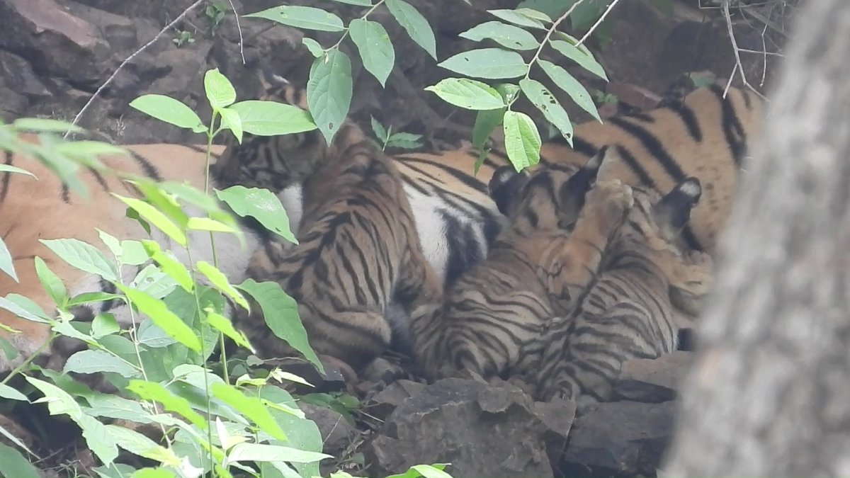 harimmeena's tweet photo. #Ranthambhore tigress T-84 spotted with 3 newly born cubs today. First visuals here. 
Video &amp; Photo credit: @RanthambhoreTR

@ntca_india @ashokgehlot51 @moefcc @RajCMO 
@dmsawaimadhopur @ForestRajasthan @Hemaram_INC @DIPRRajasthan @RanthambhoreTR @Wildrajasthan #RTR #cubs #tiger https://t.co/PJRpirSrHO