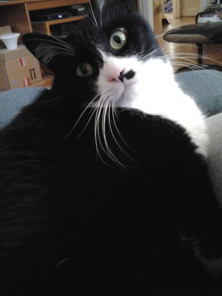 Happy #TuxieTuesday fellow Tuxies! 😹 Have the pawsome day yous deserve! 👍 Lubs you all TONS! 🐈‍⬛🐾😘🥳☕🐟😋❤️ #tribeofma @AnnLear6 @CinniMini2 @FMoggies @IzzyTizzy5 @madameraerae @MightyMolasses @ndcenzo @NicaTheCato @paseri021 @PrimroseTheCat_ @TuxTedTabbyMag @lucytuxedo