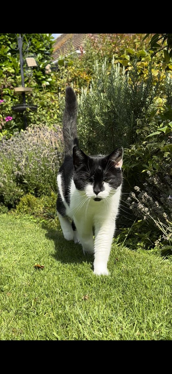 TheCatBabies's tweet image. Chicken: I’m in the garden with Mum. The others haven’t realised we opened the door and are playing out … not gonna tell them. #specialtime