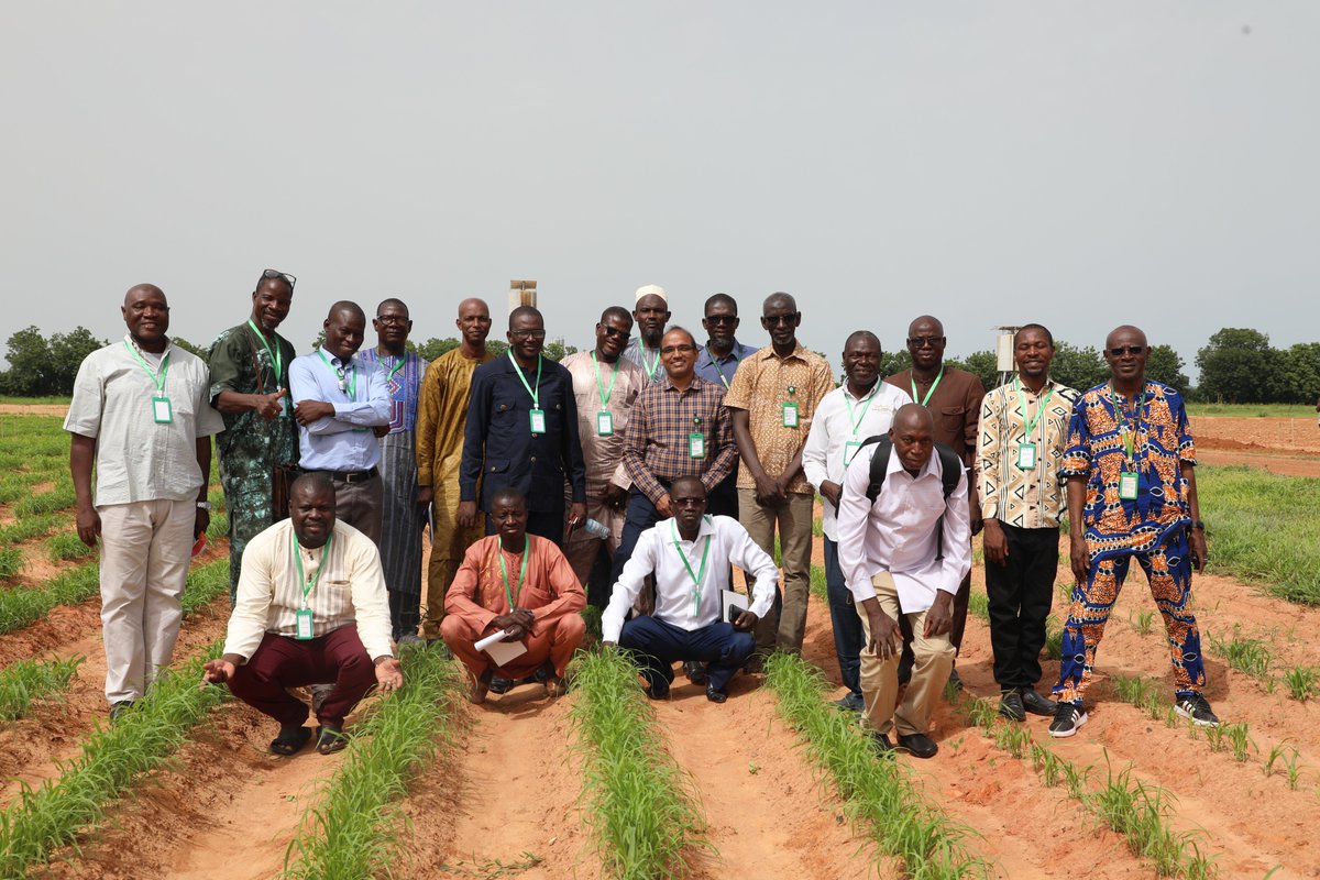 Riyazaddin1's tweet photo. Strengthening the seed systems in West and Central Africa by training the seed sector individuals under the TAAT program from Chad, Mali, and Burkina Faso on Sorghum and Millet production and post-harvest technologies to ensure quality seed production  @ICRISAT @Taat_Africa https://t.co/udCdGKJgKv