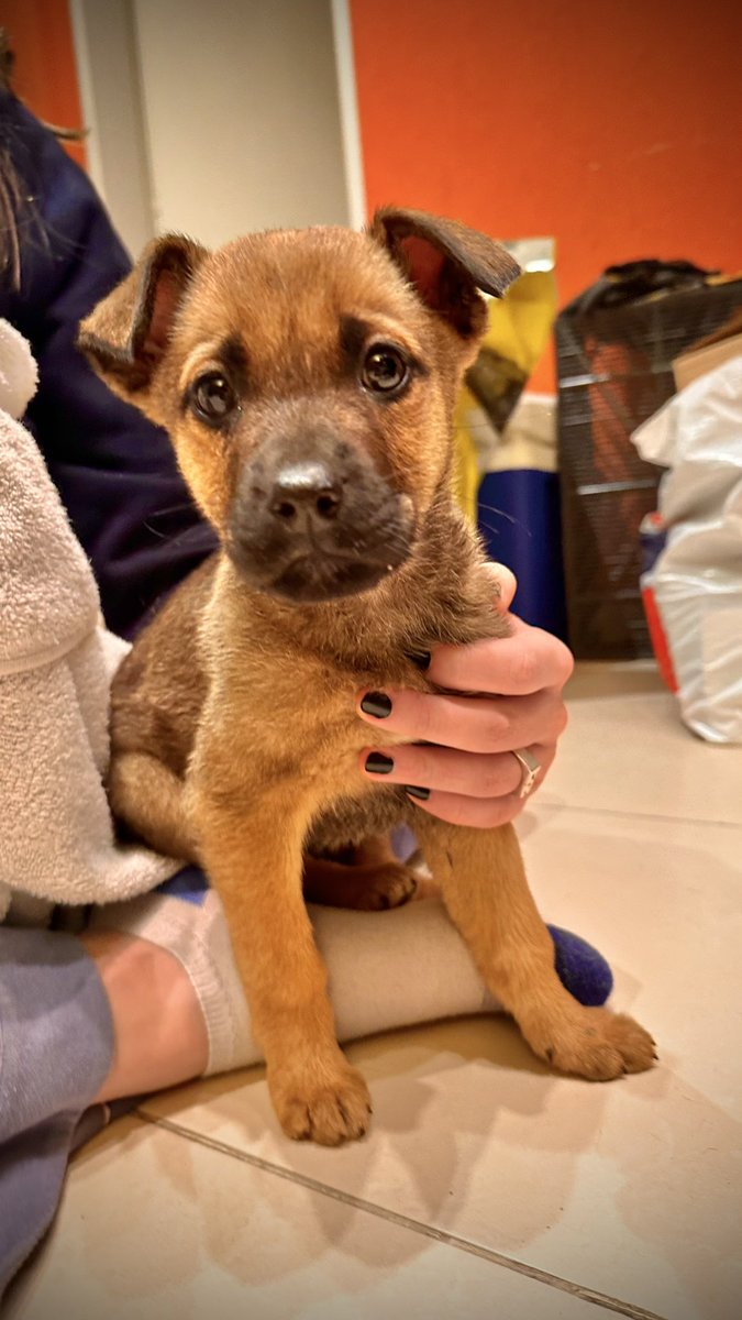 PerroZavatti's tweet image. Hace un par de días apareció en la puerta de mi casa. No puedo tenerla ( ya tengo 2 ) y mis tiempos son mínimos.
Vivo en La Plata y a la persona que la lleve la ayudo con el alimento y el veterinario.
Ya la desparasitamos.
Por favor RT