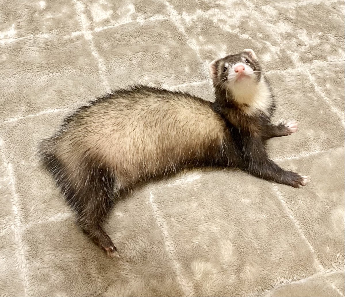 さくらところん tweet media