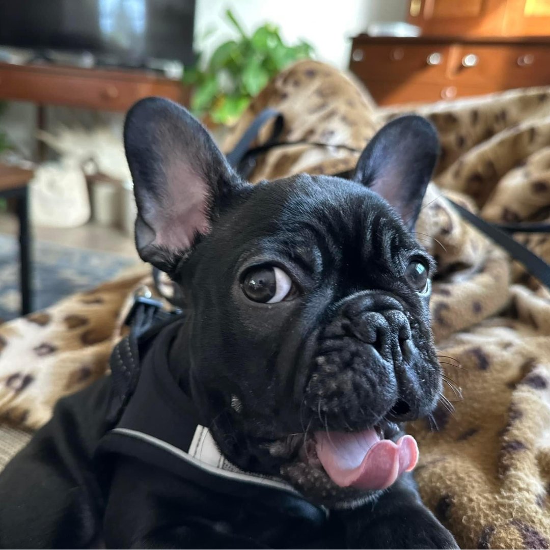 WINPRO Pet tweet media