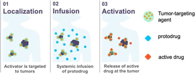 ACSCentSci's tweet photo. SQP22 uses @NobelPrize technology, click chemistry, to localize MMAE to the site of the tumor using antibody binding to HER2, showing potent anti-tumor effects in a preclinical model.
NEW #ASAP by @shasqi
Read it here: https://t.co/kVCb6IdGUV https://t.co/UU8hvlewf4
