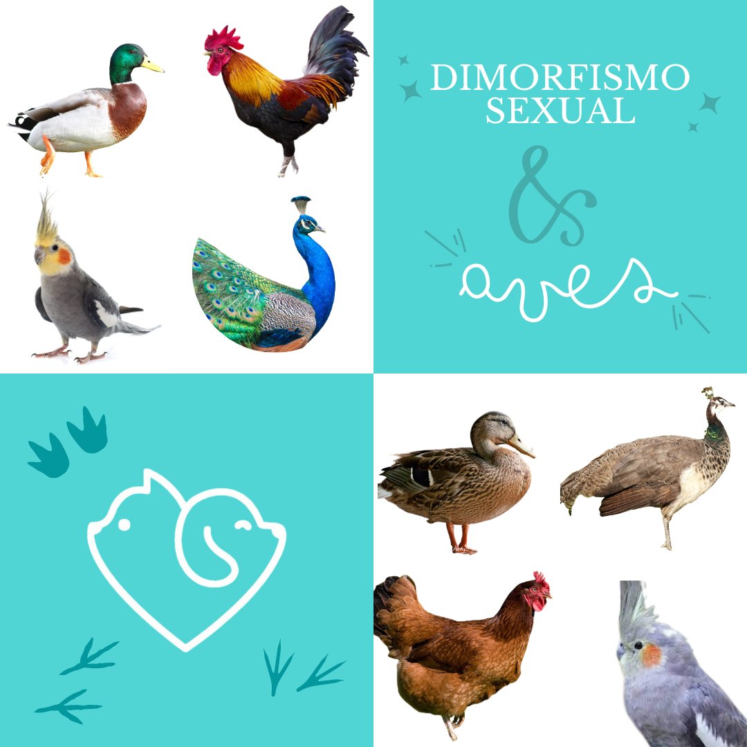 carepetsapp's tweet photo. El dimorfismo sexual muestra diferencias visuales entre machos y hembras. En muchas especies de aves como los loros es muy llamativo. Los machos exhiben colores brillantes y patrones para atraer a las hembras garantizando así la continuidad de la especie 🐦. #DimorfismoSexual https://t.co/3zyqxknsyb