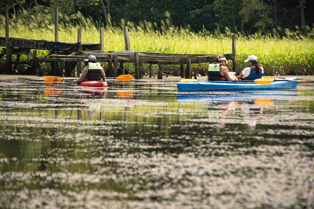 Maryland DNR tweet media