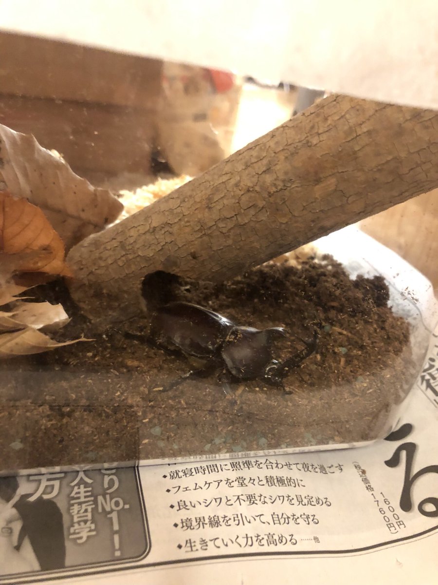 agar_agar14's tweet photo. 生まれて初めて虫を飼い始めました https://t.co/DUwD5Ju4HA