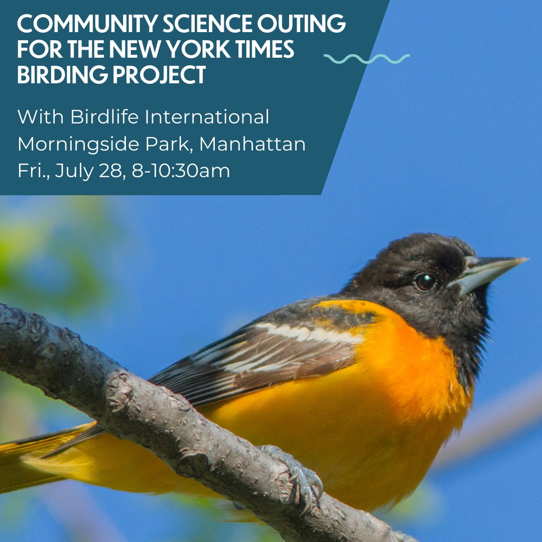 Join NYC Audubon & @BirdLife_News for a morning of birding & community science! The @nytimes Birding Project is a partnership with @CornellBirds and encourages folks to contribute bird sighting data. We're stoked the 1st stop in this global series is NYC! birdlife.org/news/2023/07/2…
