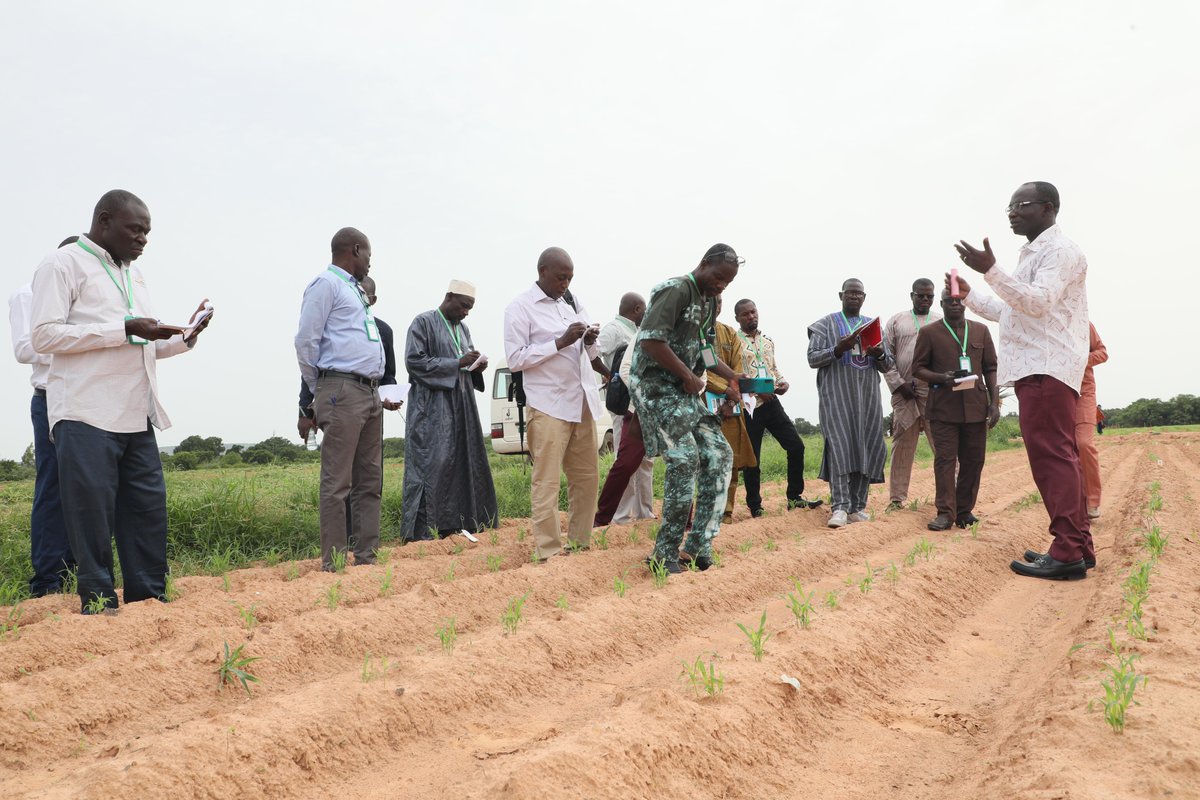 Riyazaddin1's tweet photo. Strengthening the seed systems in West and Central Africa by training the seed sector individuals under the TAAT program from Chad, Mali, and Burkina Faso on Sorghum and Millet production and post-harvest technologies to ensure quality seed production  @ICRISAT @Taat_Africa https://t.co/udCdGKJgKv