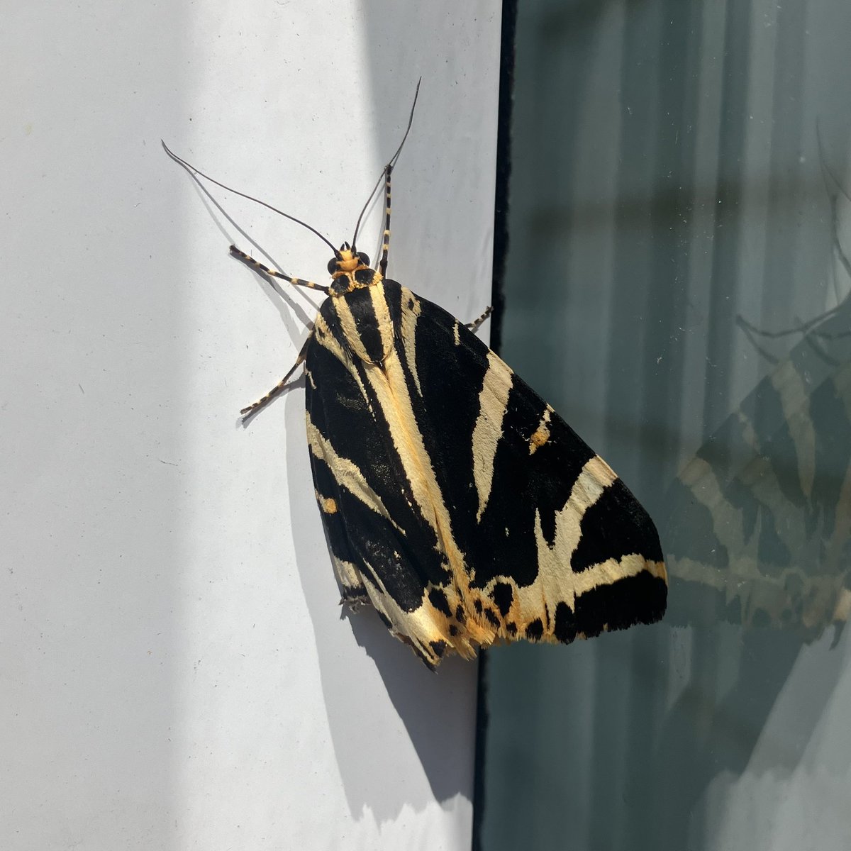 My old mate the Jersey Tiger moth is back. First time for a couple of years.