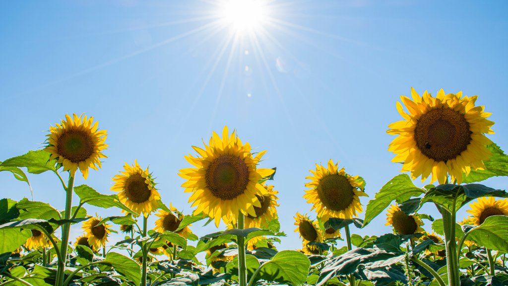 Mirodo Education tweet media