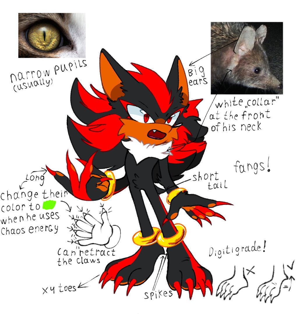 DamnLetyuchka's tweet photo. I drew hedgehogs in the form of mini-references, according to my ideas. Sonic is 4-toed hedgehog, Shadow is hybrid of collared hedgehog and of the Black Arms, Silver is european hedgehog (with some little "mink" details?) 
#SonicTheHedgehog
#ShadowTheHedgehog
#SilverTheHedgehog https://t.co/d1Mt8YduJd