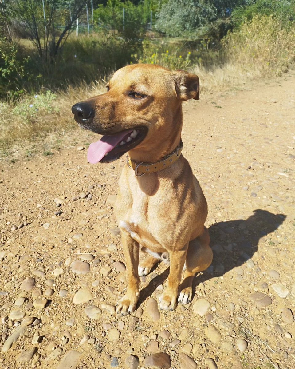 89joni's tweet photo. Día de paseo con #Libi
#summer #summertime #perro #perros #paseo #benazolve #León #leonesp https://t.co/M0kkLrGUZM