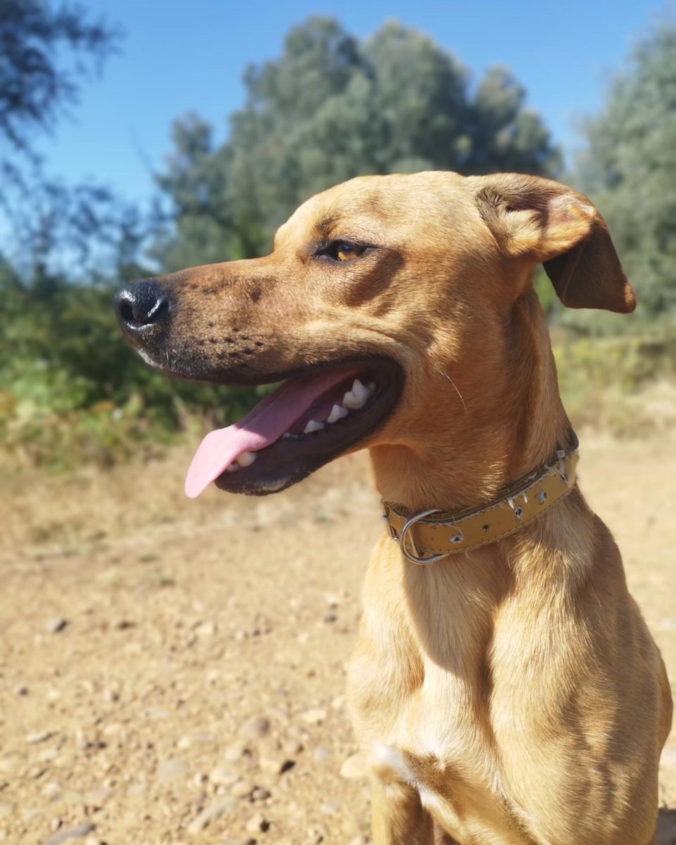 89joni's tweet photo. Día de paseo con #Libi
#summer #summertime #perro #perros #paseo #benazolve #León #leonesp https://t.co/M0kkLrGUZM