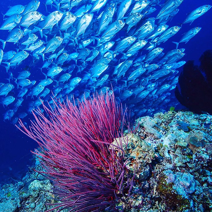 divedownbelow's tweet image. Just another reason to #learntodive with us at the #downbelowdivecentre #padi #padidivecentre #padicdc #kotakinabalu 
Imagine being here with us watching 💙
Image: Richard Swann