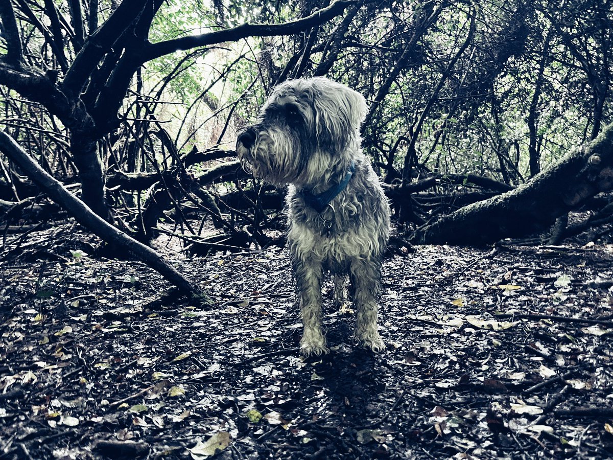garvangrant's tweet photo. ‘Did you hear that? There was a noise! Like a monster! A very very big one! I knew we shouldn’t have gone into this dark, scary, monster-filled wood.’
- from ‘A Monster Ate My Schnauzer’ by Edvard A Millstone, horror writer and schnauzerloser (1809-1849) https://t.co/nboygAMcAq