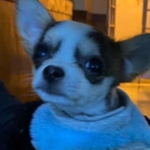 mauroszeta's tweet photo. 🚨 A LAS PIÑAS POR LA TENENCIA DEL PERRO
- Una pareja, recién separada, terminó en la comisaría
- Se agredieron físicamente para ver quien se quedaba con el perro chihuahua
📍 La Plata
📲 https://t.co/OI3vuS5AYT https://t.co/fWRfTr4Ynv