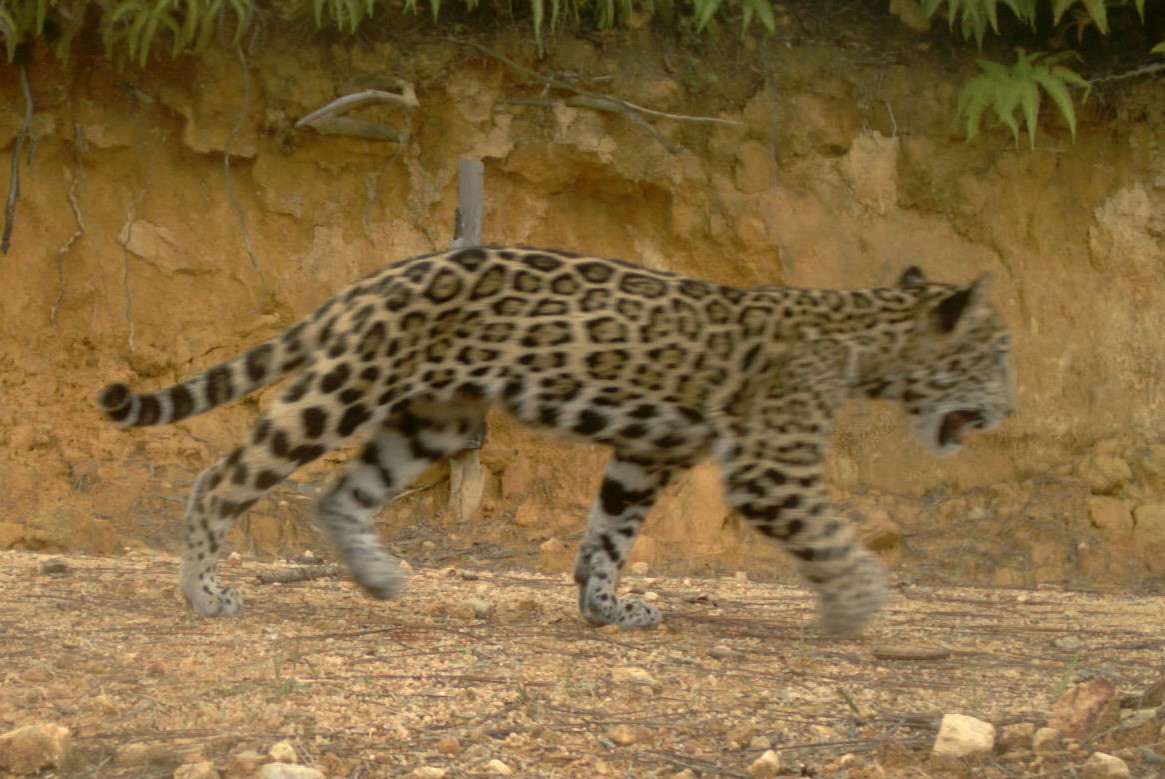 Marcella J. Kelly tweet media