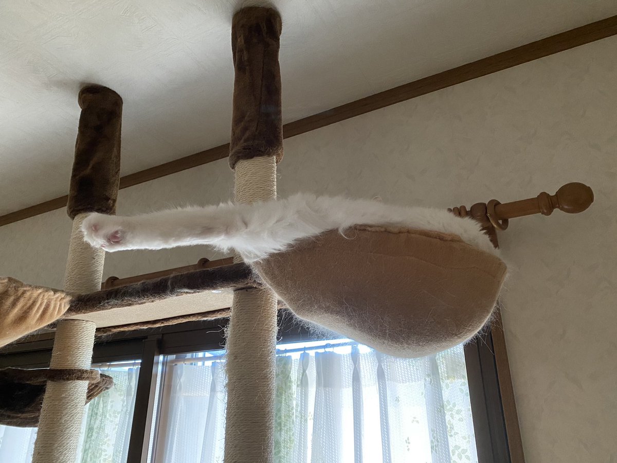 朝、ダイニングに行くと、
足が生えてたｗｗｗ
#ねこのいる幸せ 
#猫との生活