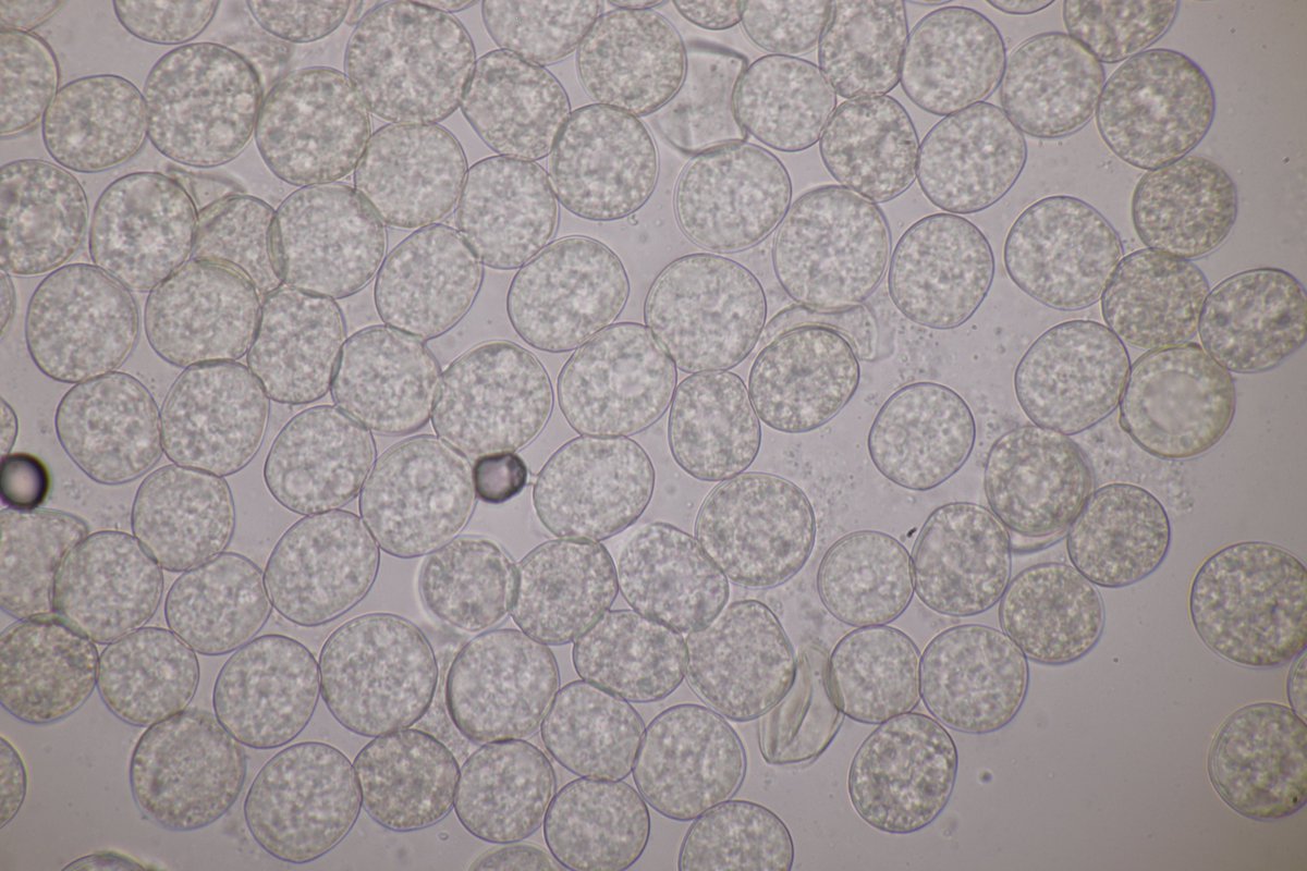 RPilze's tweet photo. Albugo lepigoni ex Spergularia marina

#Spergulariamarina #Spergularia #SalzSchuppenmiere
#Albugolepigoni #Albugo #FalscherMehltau #Weißrost #DownyMilew #Oomycete #Phytopathology #Pilz #Fungus #Nature #Natur https://t.co/9aKlMw5wRI