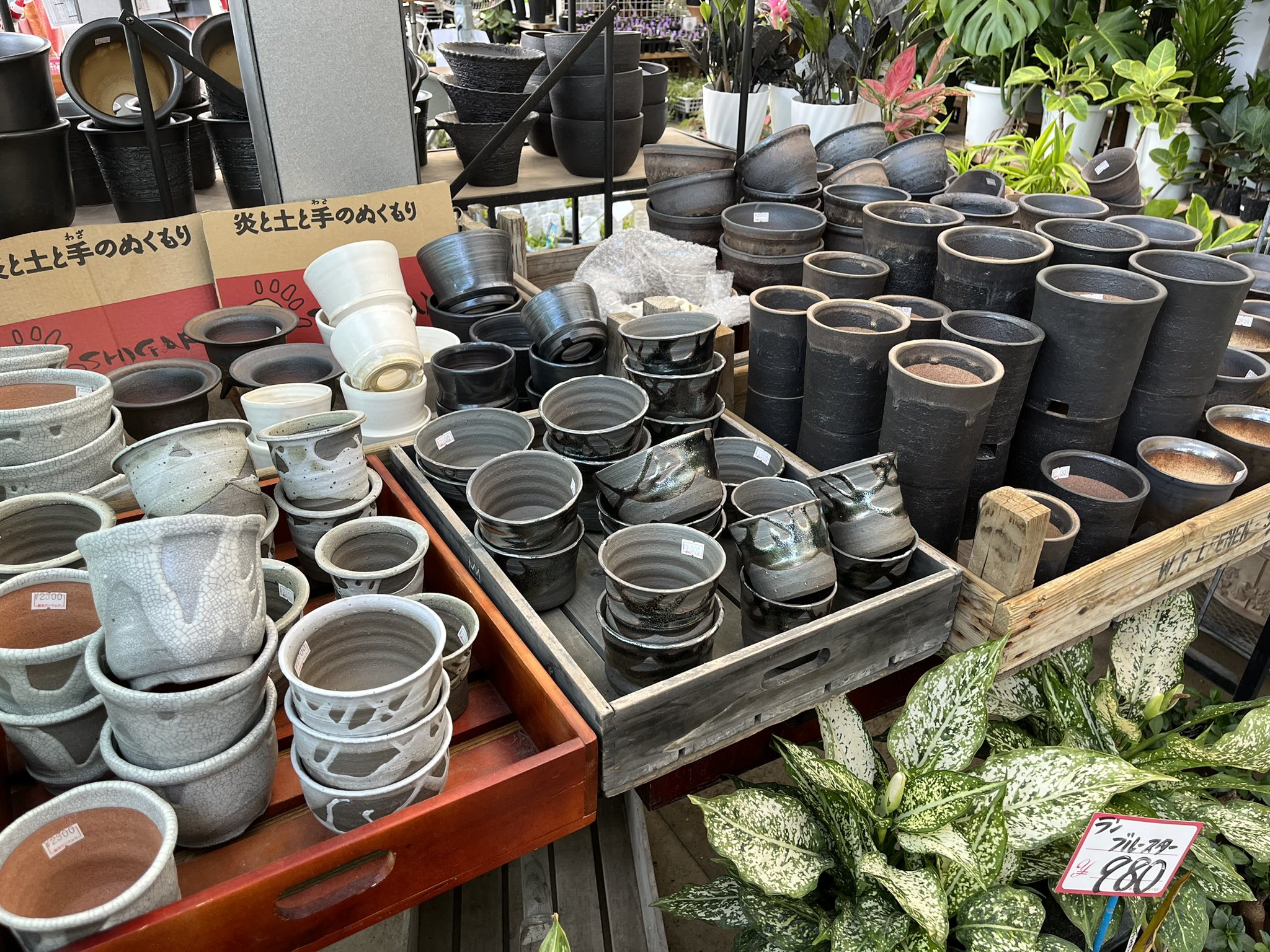 Ikumi様　希少　ブラジル　ヒメヤシ　バルーン陶器鉢　植え込み発送 Ikumi様 希少 ブラジル ヒメヤシ バルーン陶器鉢 植え込み発送