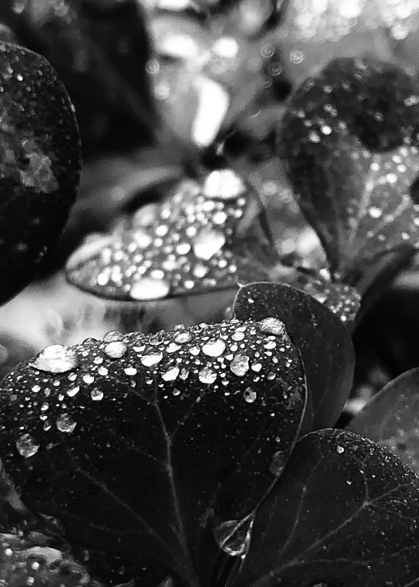 Najii488's tweet photo. leaves 

available on @objktcom

I hope you like it!😊

1 edition | 15 $XTZ

#darkart #TEZOSTUESDAY 
#nftcollectors 

🔗👇 https://t.co/WOlYPmht23