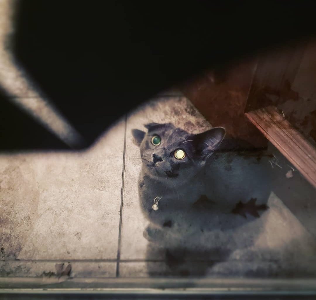 VicarViscera's tweet photo. Rest in peace my dearest Belmont.
Rest well. My beloved little friend. https://t.co/kHdUJZaEyx