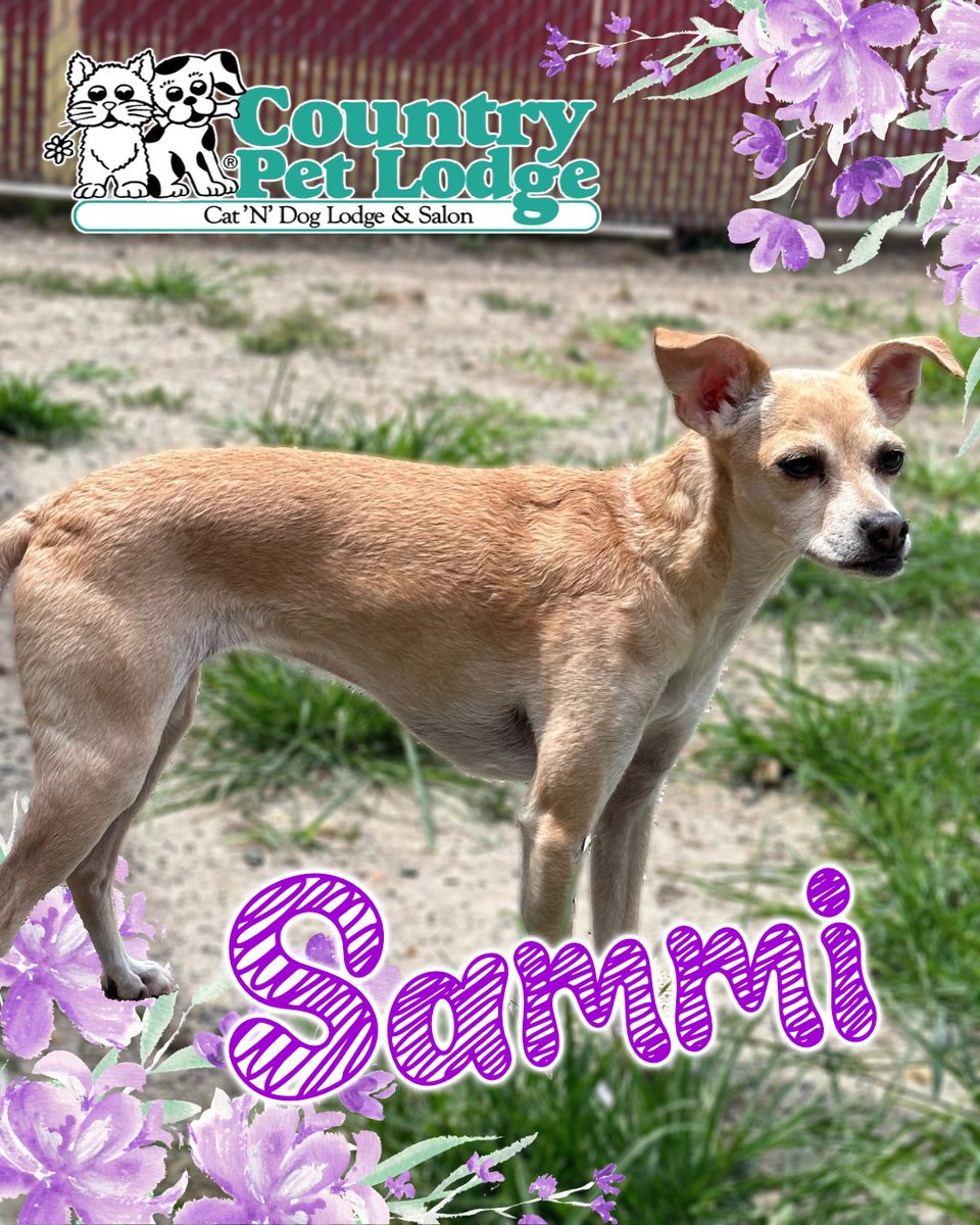 CountryPetLodge's tweet photo. Meet Sammi, the petite princess of the playyard of Country Pet Lodge! 👑🐾🐶💕🌸 #Sammi #ChihuahuaMix #Chihuahua #TinyButMighty #PawsomePrincess #FlowerPower #PlayYard #ChihuahuaLove #CountryPetLodge https://t.co/EW8I2byl6W