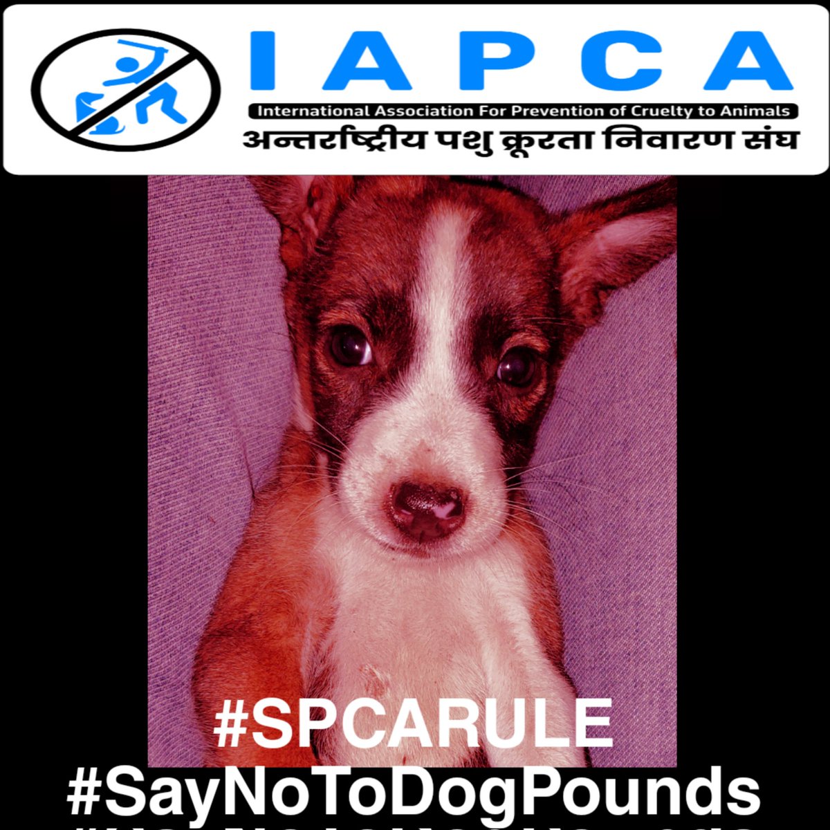 Please tweet as much as you can by using these hashtags
#SPCARULE

#SayNoToDogPounds

@Pfa_AntiCruelty <a href="/pfaindia/">People For Animals India</a> <a href="/gauri_maulekhi/">Gauri Maulekhi</a> <a href="/AmbikaShukla15/">Ambika Shukla</a> <a href="/tarana2510/">tarana singh</a> <a href="/BJP4India/">BJP</a> <a href="/narendramodi/">Narendra Modi</a> <a href="/Manekagandhibjp/">Maneka Sanjay Gandhi</a>