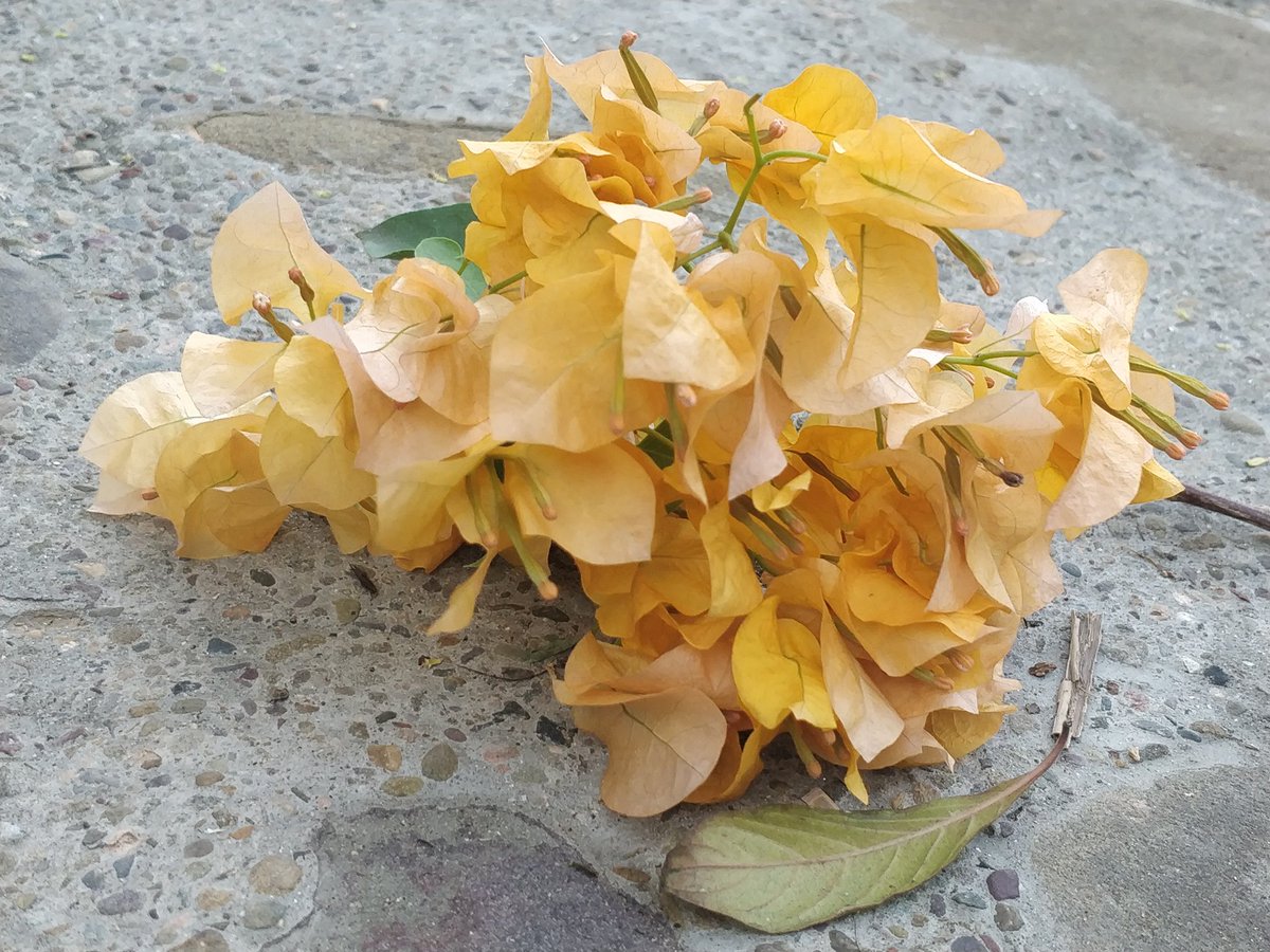 Divya ☘︎ tweet media