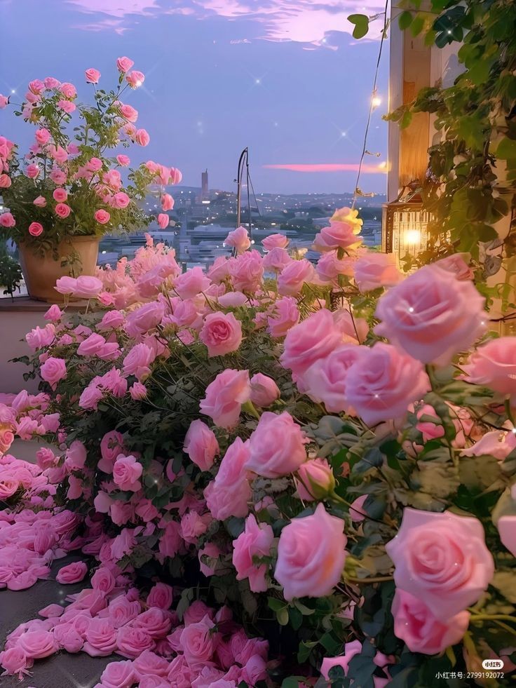 loveofsunset's tweet photo. roses sunset https://t.co/qheCjzbH5e