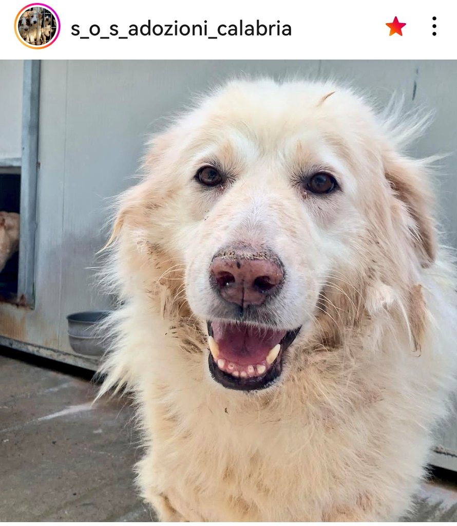 MonicaOrsini8's tweet photo. Kira 8 anni tra i dimenticati del #canile in una terra ostile a queste creature, la #Calabria non ha perso la sua dolcezza. Chiamate per lei, fatevi avanti 🆘3289633366 #SosCani #Cosenza #AdoptDontShop #canicercacasa #adotta #adozionecani #adottanoncomprare #adottauncanedalcanile https://t.co/nu8pf6TuO3