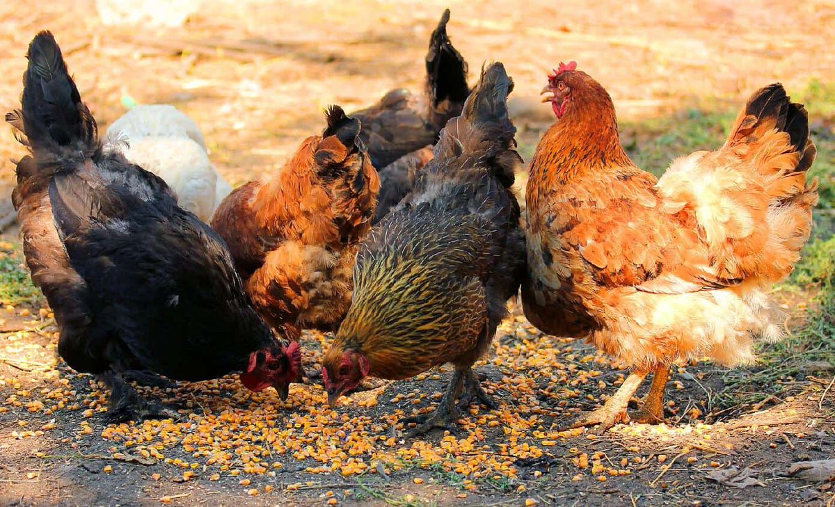 isaacwaiswa32's tweet photo. Do not be like the birds which eat seed. Birds are eaters. We don't blame them. But when a man who is in God's image chooses to eat his seeds, he devours up his own future. He shall bear his shame. 
Gen 8:22 https://t.co/us8zRHiYs4