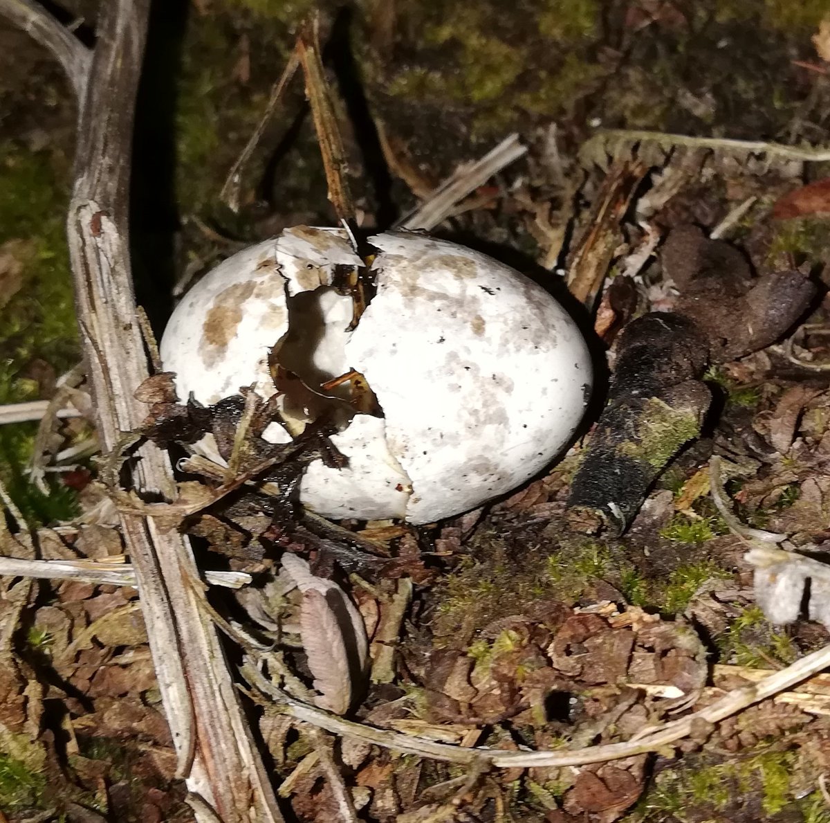 An unusual (for me) cause of failure for this #Nightjar nest in Thetford Forest. The eggs were moved about 50cm apart with distinct clean puncture marks, indicative of a large avian species. Another important data point for <a href="/_BTO/">BTO</a> Nest Recording Scheme.