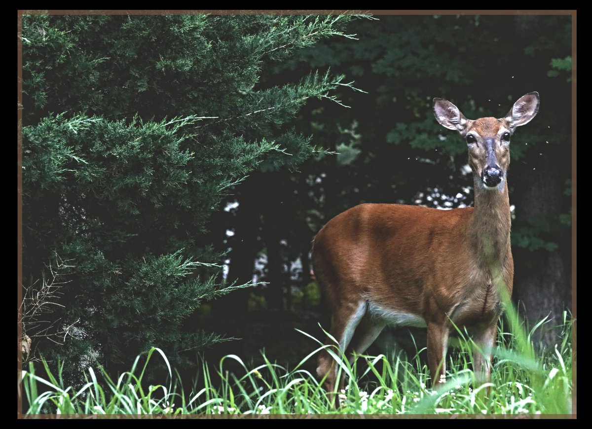 grand rising

-------------

Canon 5D Mark IV
70-200m

#photography #wildlifephotography #deer
