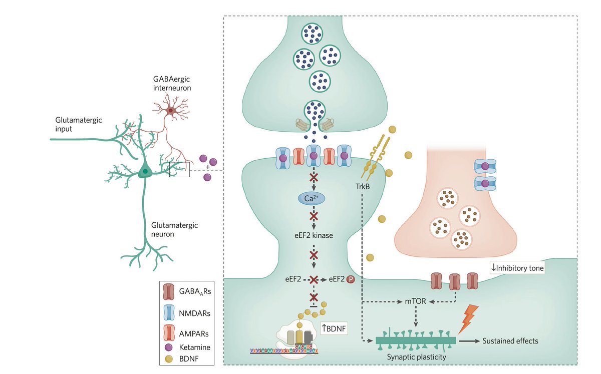npp_journal's tweet photo. New #NPPR2024 Review now online in @npp_journal from John Krystal, Ege Kavalali and @LisaMonteggia, "Ketamine and rapid antidepressant action: new treatments and novel synaptic signaling mechanisms"
https://t.co/mIUxOrBVM4 https://t.co/Z1IHX5Q8m3