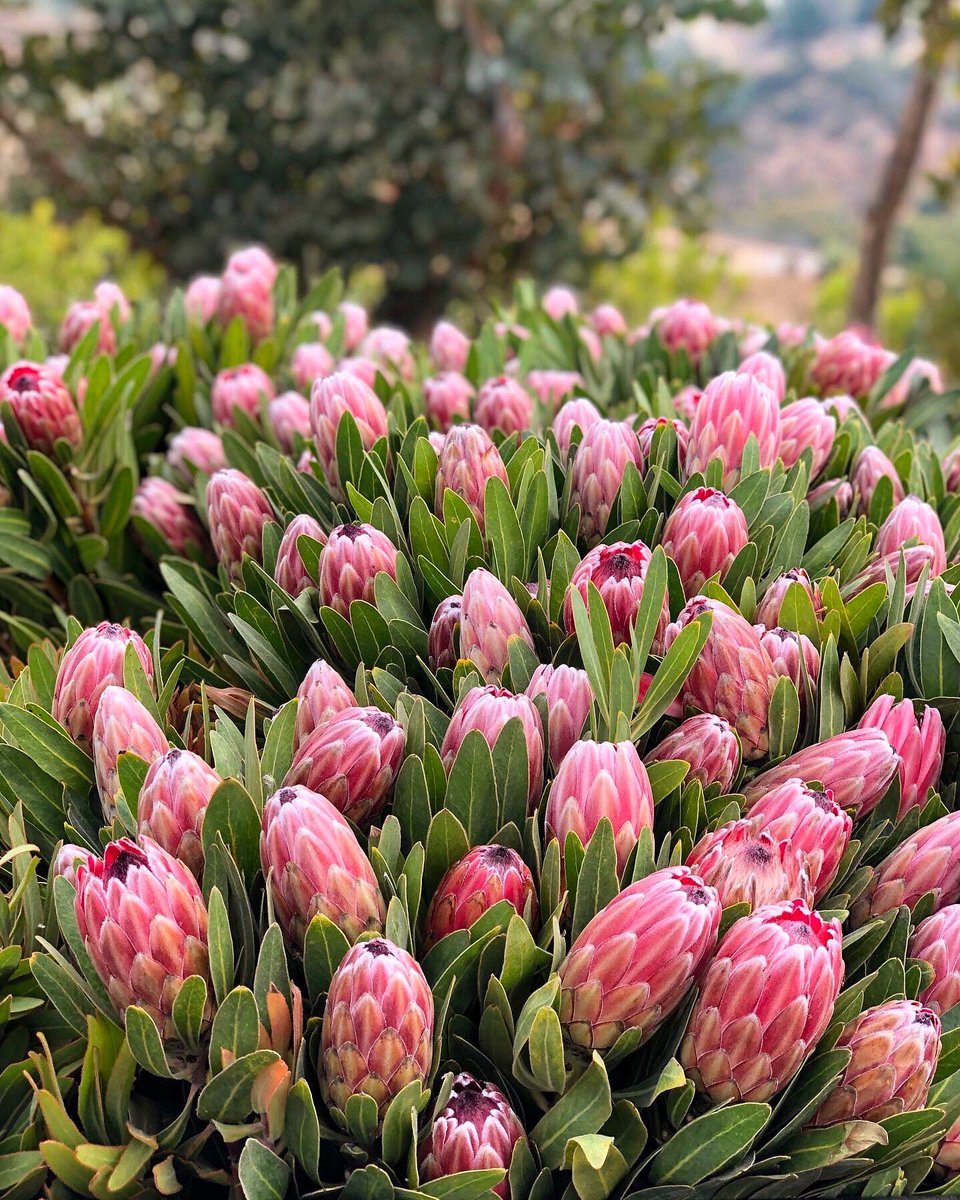 DianaR_Resendiz's tweet image. First of Fall 🚜🌷🌷Coming Soon!

Pink Ice. This stunning protea has a large goblet shaped bloom surrounded by fuzzy silvery-pink bracts that overlap and a beautiful rose colored central dome with a splash of wine at the tip. 💕💕💕 #fallfaves #protea #thinkpink #cagrown