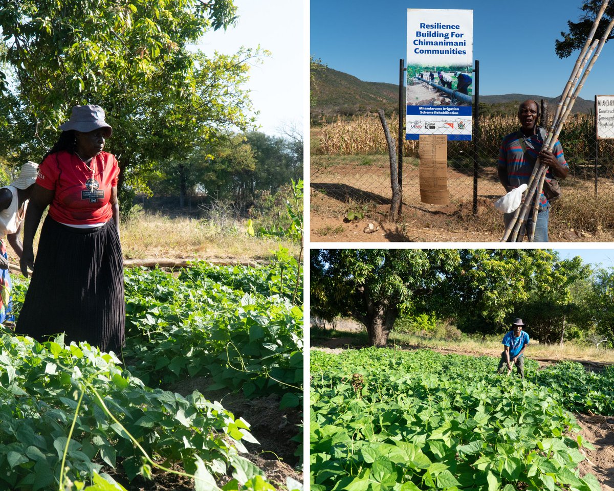 The Resilience Building for Chimanimani Communities project funded by @UsaidZimbabwe has established 14 community gardens in Chimanimani District &amp; equipped them with solar-powered irrigation. The goal is to build back #resilience of communities affected by flooding and #drought.