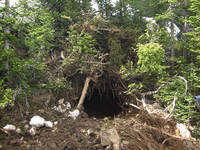 UrsidaeCannibal's tweet photo. 𝐑𝐄𝐀𝐃𝐄𝐑  , won't you join him in his den ? It's awful lonesome by himself in there . https://t.co/XHl4mjWCVI